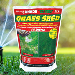 Canada Green Grass Seed - Pack of 3 x 500gm