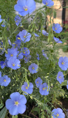 Linum perenne Blue Flax