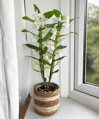 Spray Orchid - Dendrobium