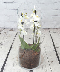 Orchid Terrarium