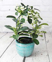 Stephanotis