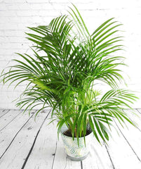 Bamboo Palm