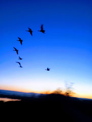 Birds