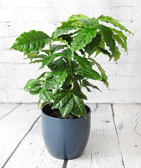 Coffee Plant