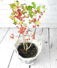 Winterberry