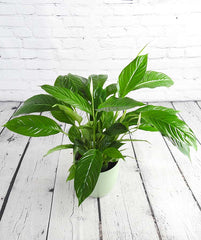 Peace Lily