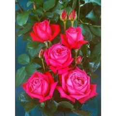 Birthday Boy Bush Rose