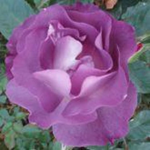 Blue For You - Bush Rose - Roses