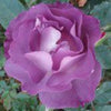 Blue For You - Bush Rose - Roses