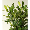 Large Kaffir Lime - Indoor Plants