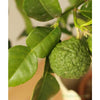 Large Kaffir Lime - Indoor Plants