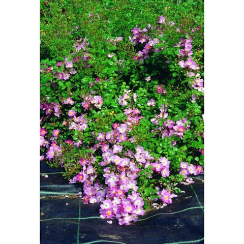 Scented Carpet - Ground Cover Rose - Roses