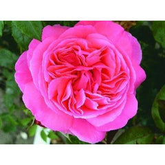 Special Anniversary Bush Rose