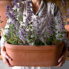 Terracotta Oval Rectangular Trough