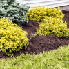 Springmix Compost Garden Mulch