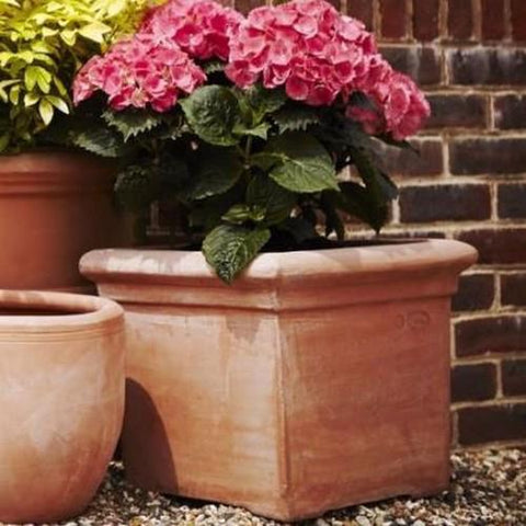 Terracotta Baytree Square Pot - Heritage Gardens UK Online Garden Centre