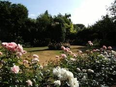Roses