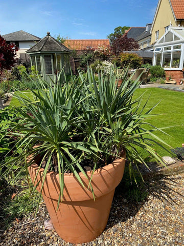 250 Litre Terracotta Plant Pot Planter