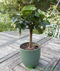 Medium Lime Tree