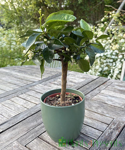 Medium Lime Tree