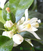 Medium Lime Tree