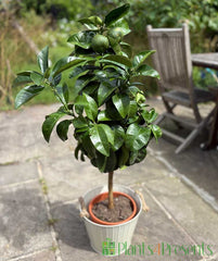 Large Grapefruit Tree