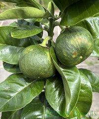 Large Grapefruit Tree