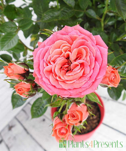 Happy Birthday Rose Gift
