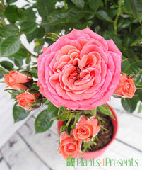 Happy Birthday Rose Gift