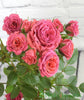 Happy Birthday Rose Gift