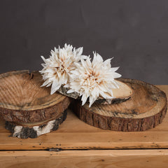 Café au Lait Dahlia Stem