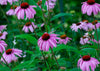 Echinacea Bravado