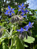 Borage