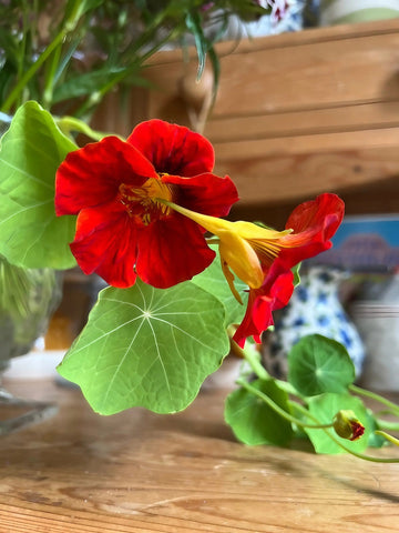 Nasturtium Tom Thumb