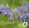 Borage