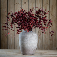 Ornamental Burgundy Leaf Stem