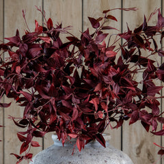 Ornamental Burgundy Leaf Stem