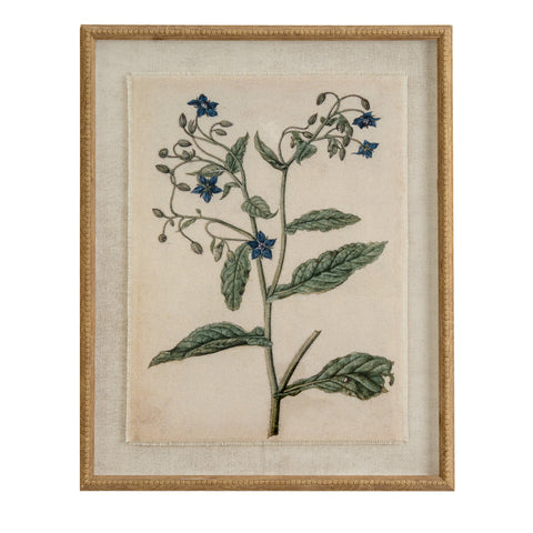 Borage on linen in beaded frame