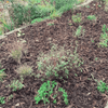 Landscaping Garden Bark Mulch - Heritage Gardens UK Online Garden Centre