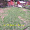 Canada Green Grass Seed 500gm
