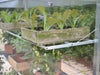 4' Midi Growhouse - Heritage Gardens UK Online Garden Centre