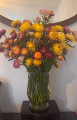 Strawflower Helichrysum Swiss Giant Mix