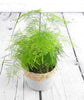 Asparagus Fern