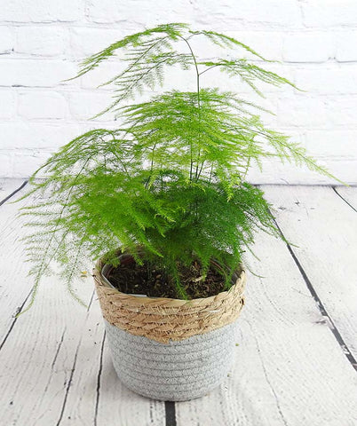 Asparagus Fern