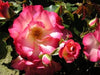 Birthday Girl Bush Rose (floribunda)