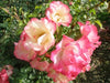 Birthday Girl Bush Rose (floribunda)