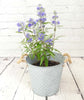 Bluebeard