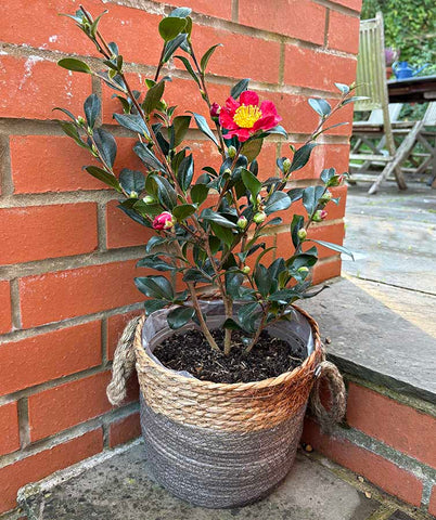 Large Yuletide Camillia