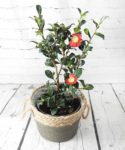 Large Festive Red Camellia