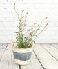 Gorgeous Gaura - Pink